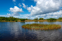 Everglades-10