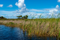 Everglades-13