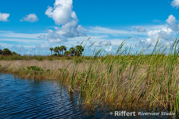 Everglades-13
