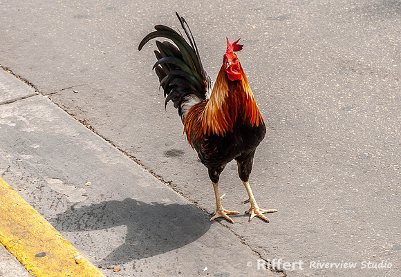 Rooster on Duval Street