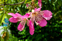 Naples Botanical Gardens-10
