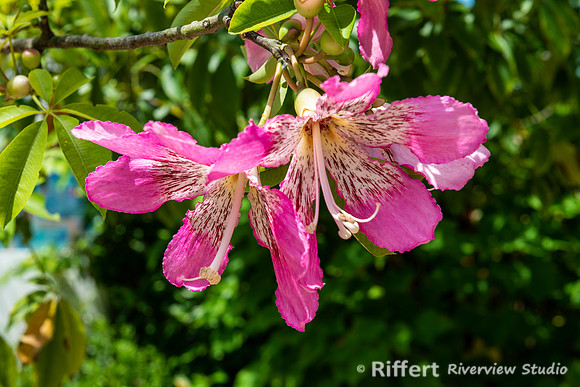 Naples Botanical Gardens-10