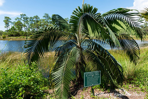 Naples Botanical Gardens-26