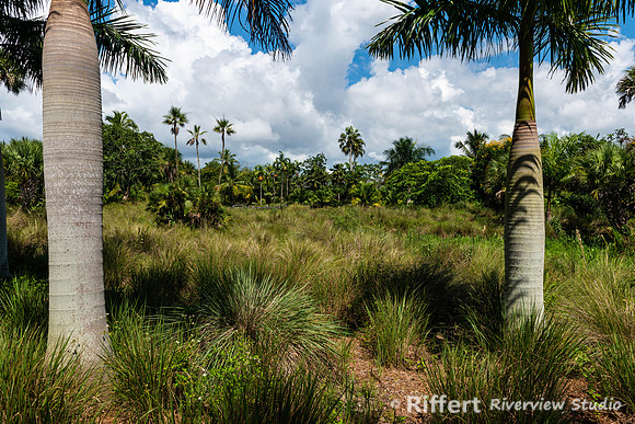 Naples Botanical Gardens-29