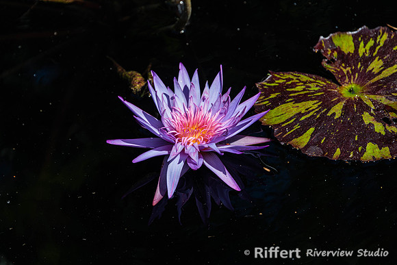 Naples Botanical Gardens-33