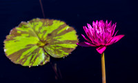 Naples Botanical Gardens
