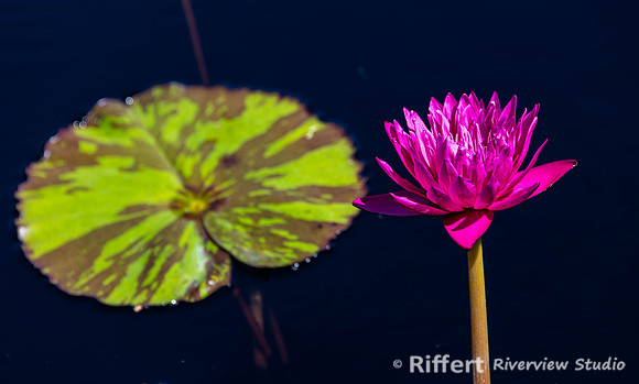 Naples Botanical Gardens-34
