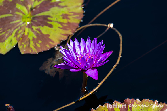 Naples Botanical Gardens-35