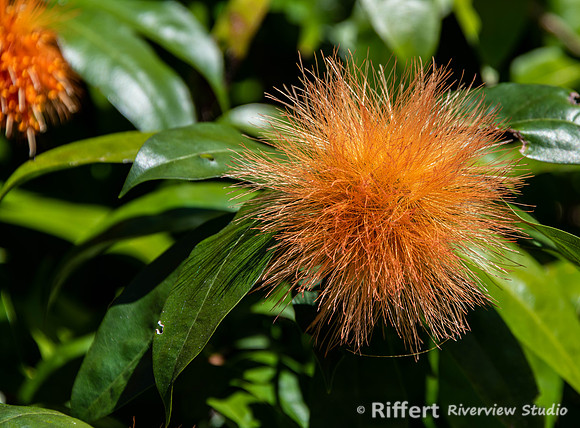 Naples Botanical Gardens-40