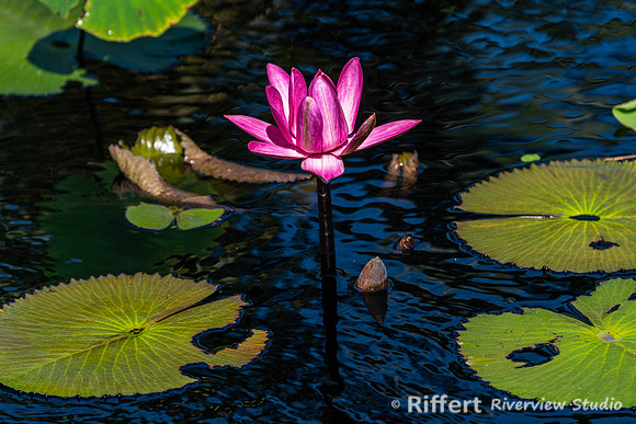 Naples Botanical Gardens-44