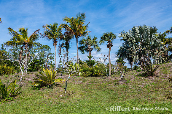 Naples Botanical Gardens-51