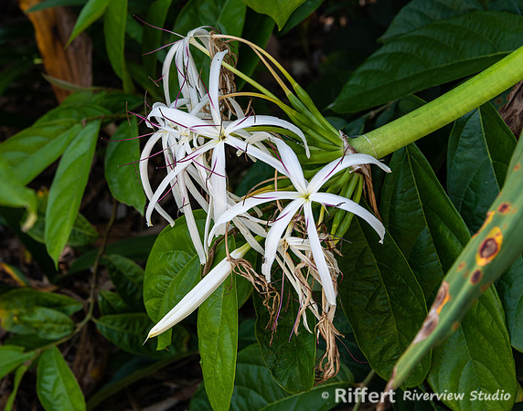 Naples Botanical Gardens-52