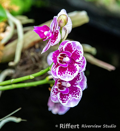 Naples Botanical Gardens-54