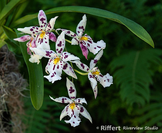 Naples Botanical Gardens-55