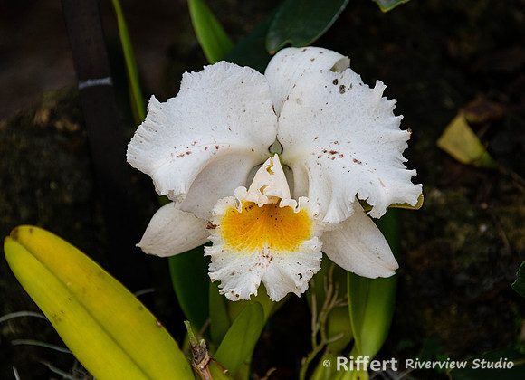 Naples Botanical Gardens-56