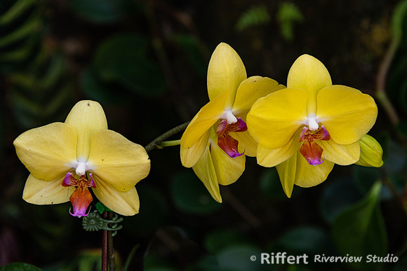 Naples Botanical Gardens-57