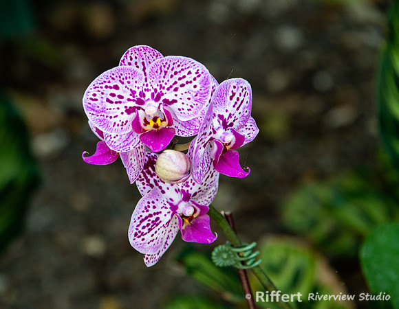 Naples Botanical Gardens-58