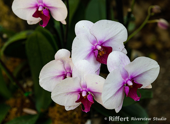 Naples Botanical Gardens-59