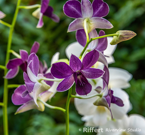 Naples Botanical Gardens-60