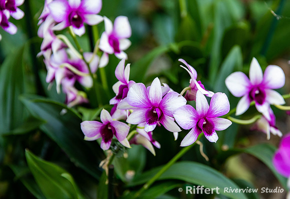 Naples Botanical Gardens-61