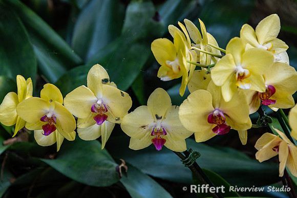 Naples Botanical Gardens-62