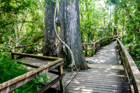 Everglades