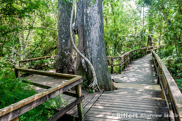 Everglades