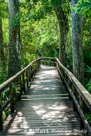 Everglades-2