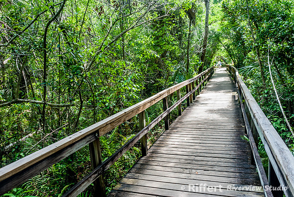 Everglades-3