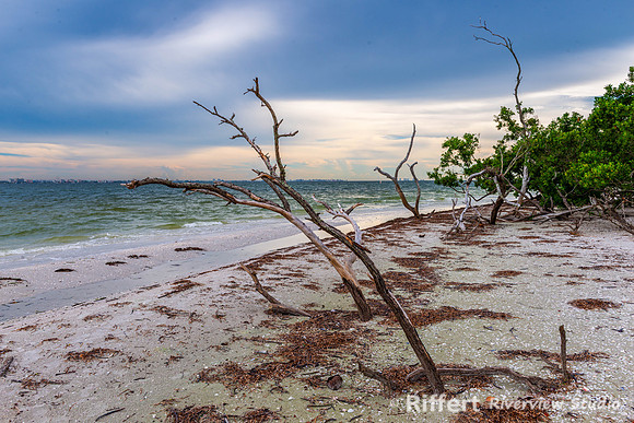 Dead Trees