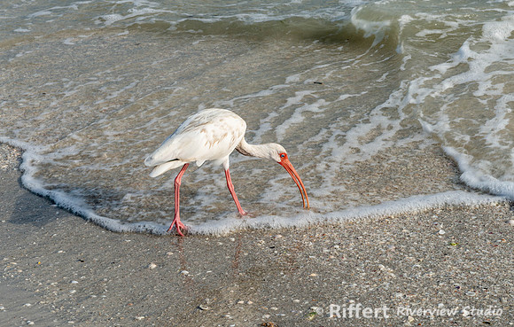 Sanibel Island-4
