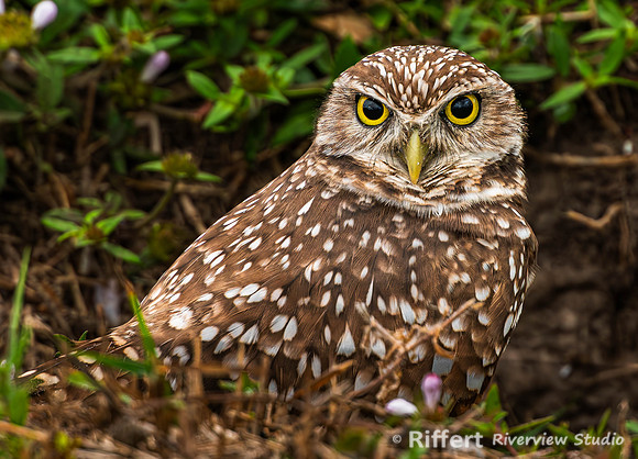Burrowing Owls