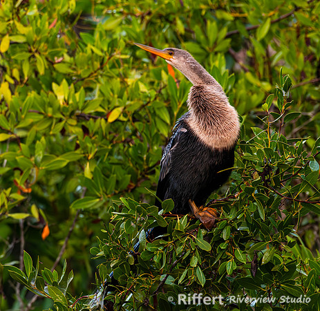 Anhinga
