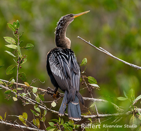Anhinga at Ten Thousand Islands NWR