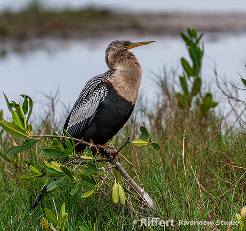 Anhinga at Ten Thousand Islands NWR-2