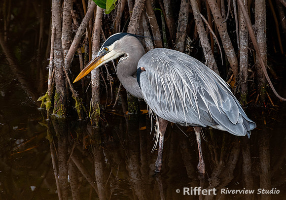 Ten Thousand Islands NWR