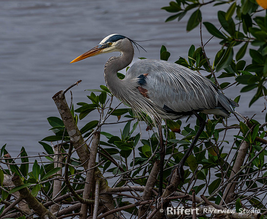 Ten Thousand Islands NWR-2