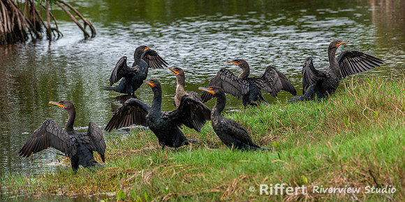Ten Thousand Islands NWR-3