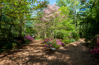 Azalea Path-3