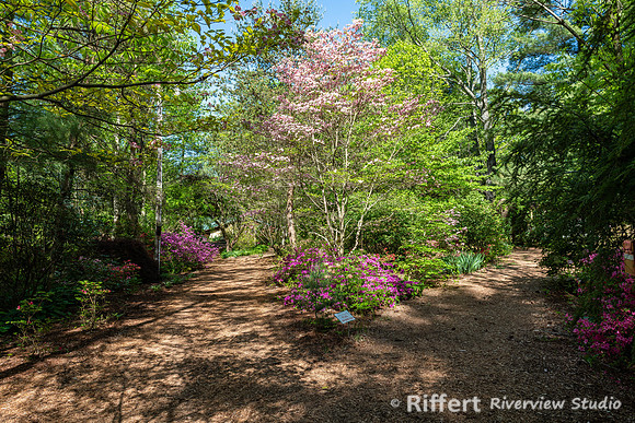 Azalea Path-3
