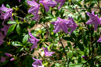 Azalea Path-2