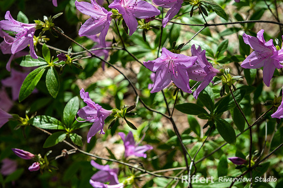 Azalea Path-2
