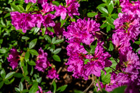 Azalea Path-4