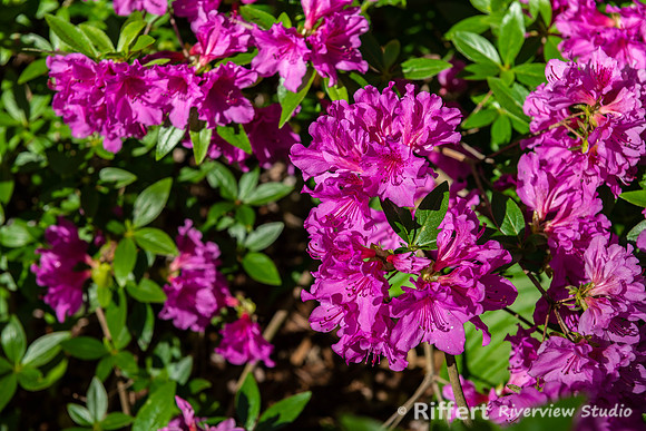Azalea Path-4