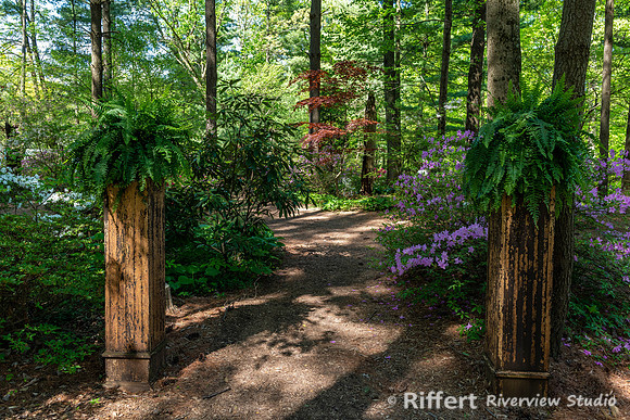 Azalea Path-5