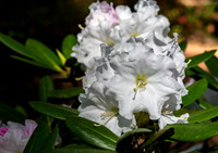 Azalea Path-6
