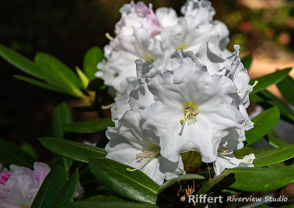Azalea Path-6