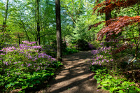 Azalea Path-7