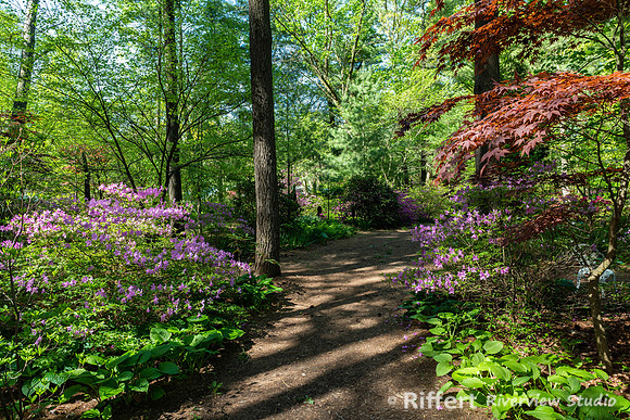 Azalea Path-7