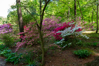 Azalea Path-9